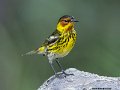 _B249120 cape may warbler